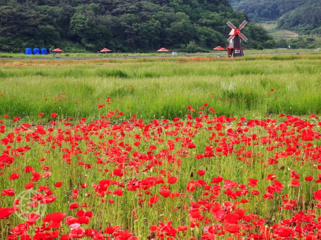 rail-bike-while-looking-at-the-flower-poppies-a-festival-to-see-exotic-scenery-in-korea-1024x768.jpg