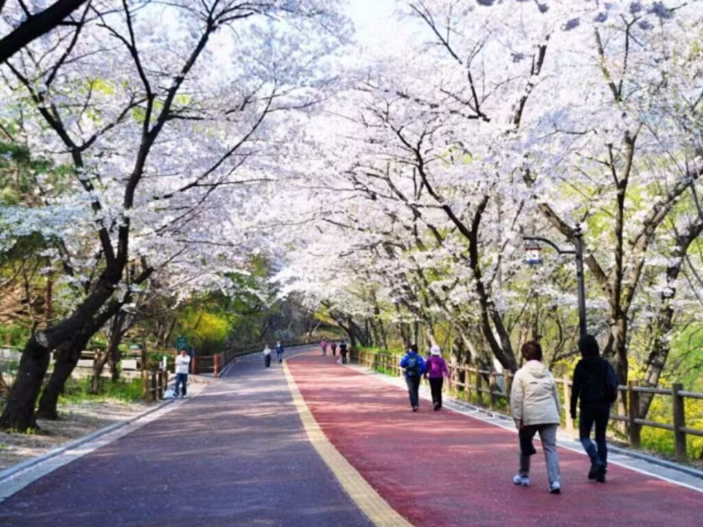 a-spring-destination-in-Seoul-1-1024x768.jpg