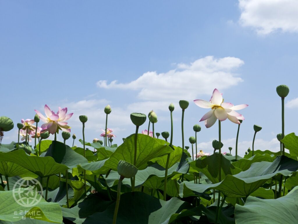 A-Lotus-Tourist-Destination-in-Siheung-si-1024x768.jpg