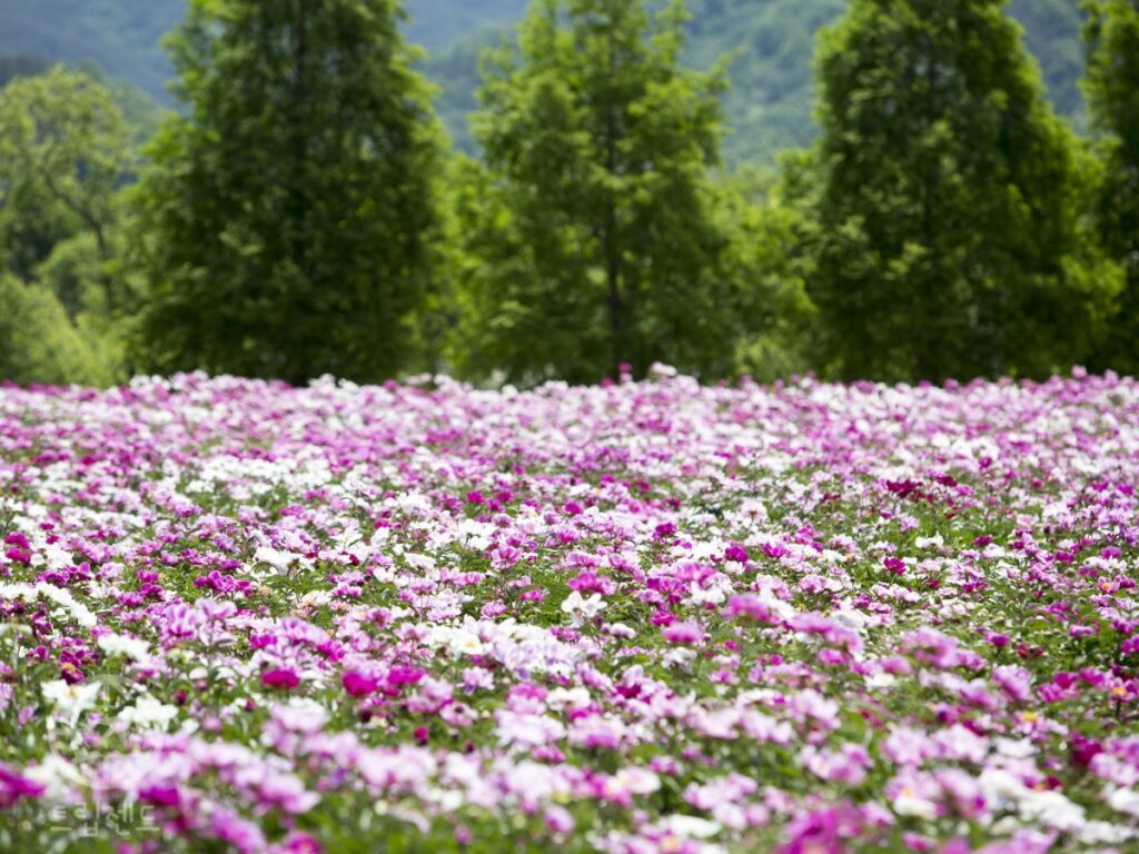 hapcheon-hatdeul-peony-garden-may-1-1024x768.jpg