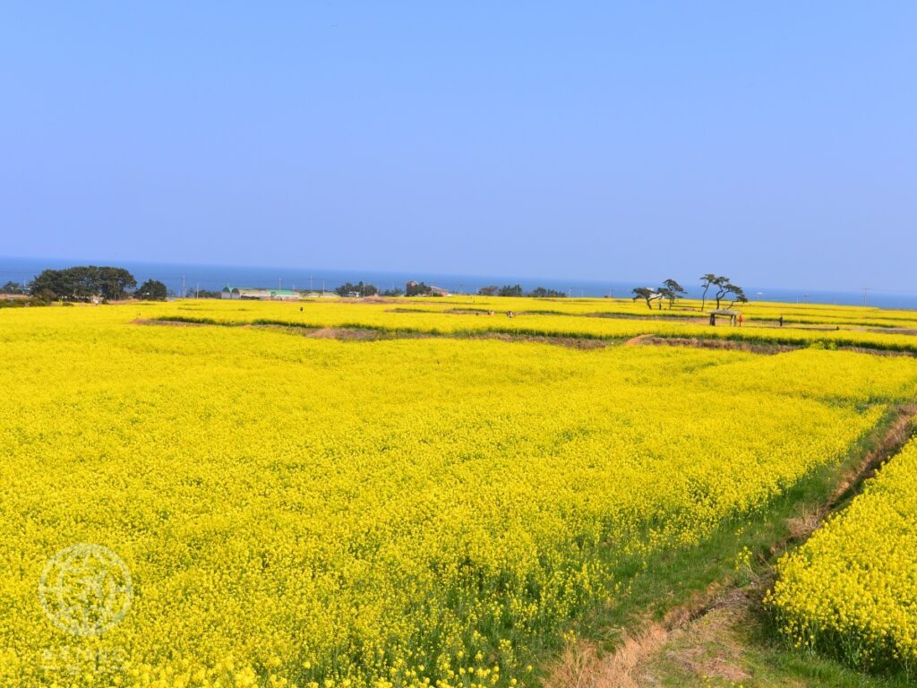 A-trip-to-Pohang-canola-flowers-1024x768.jpg