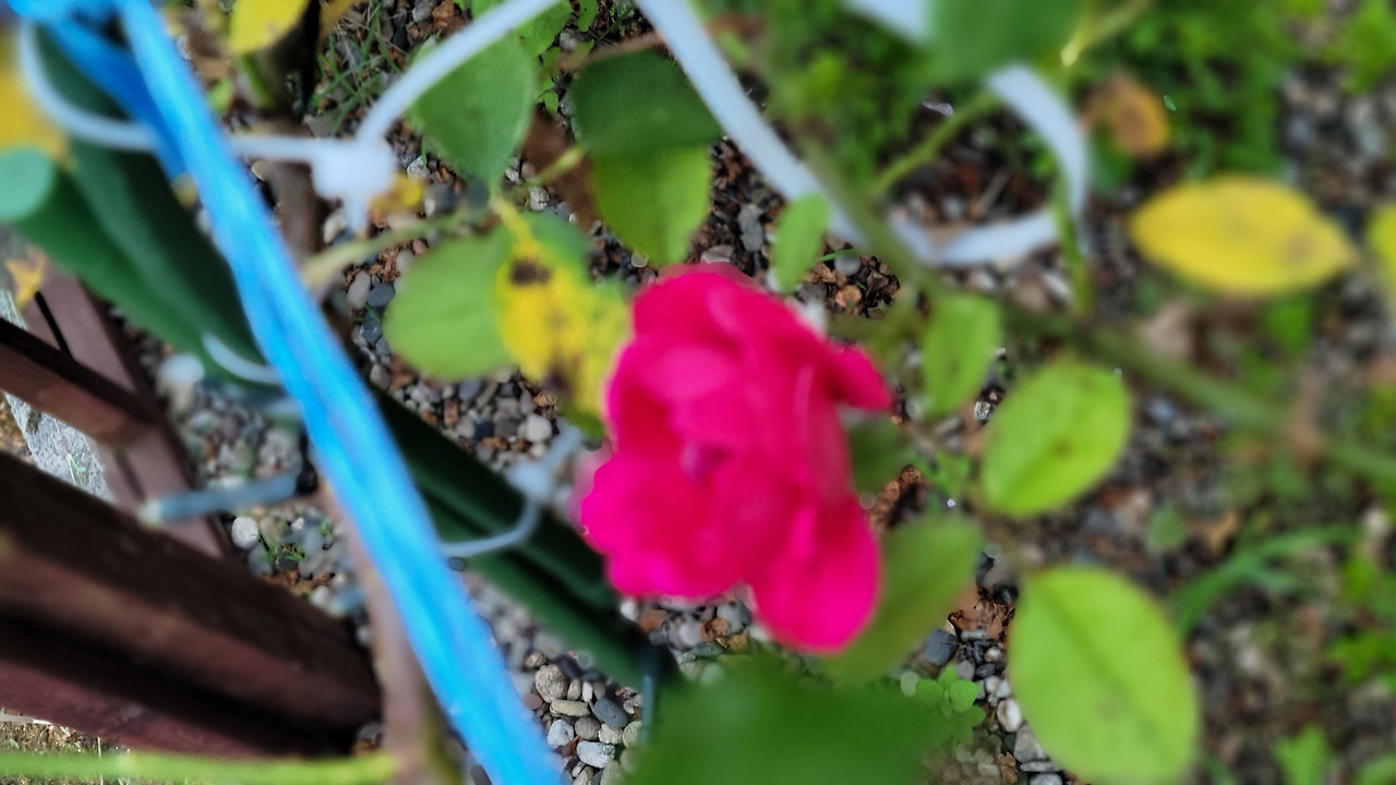 장미 한송이.jpg