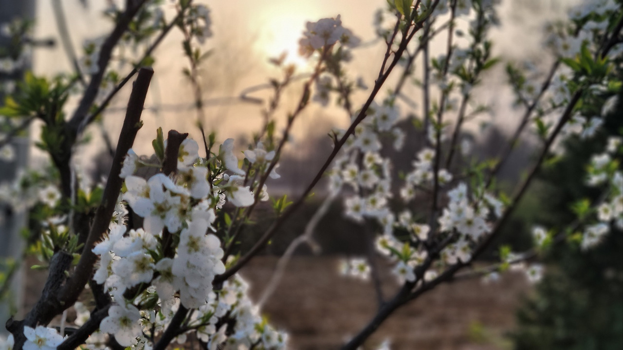 치레의 아침.jpg