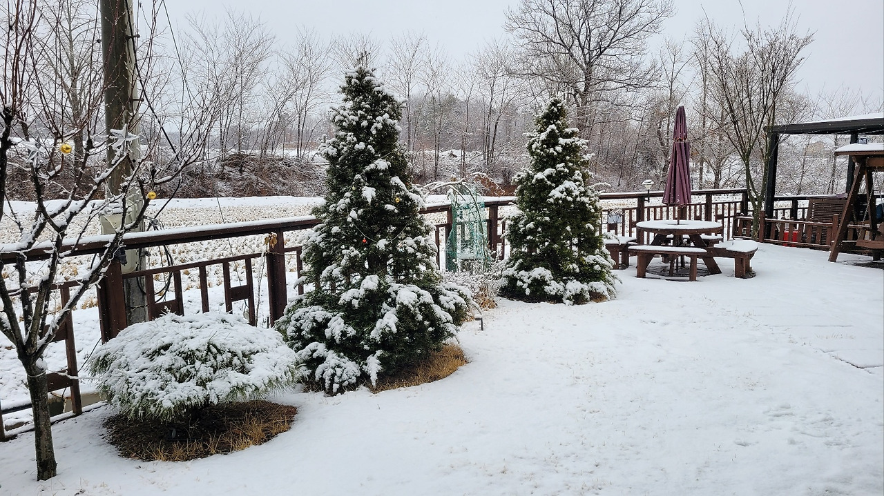 주목위의 눈.jpg