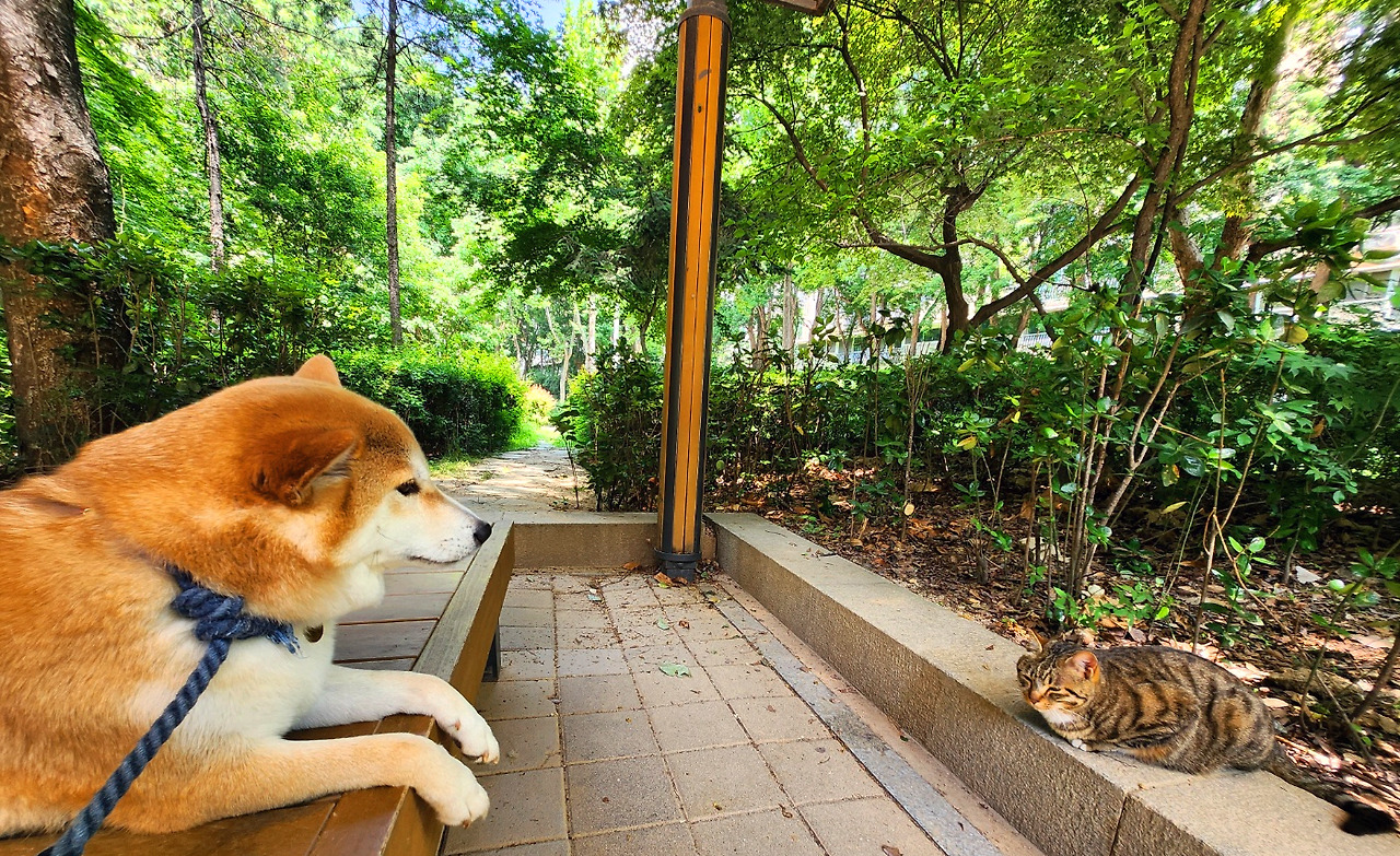 호두랑 길냥.jpg