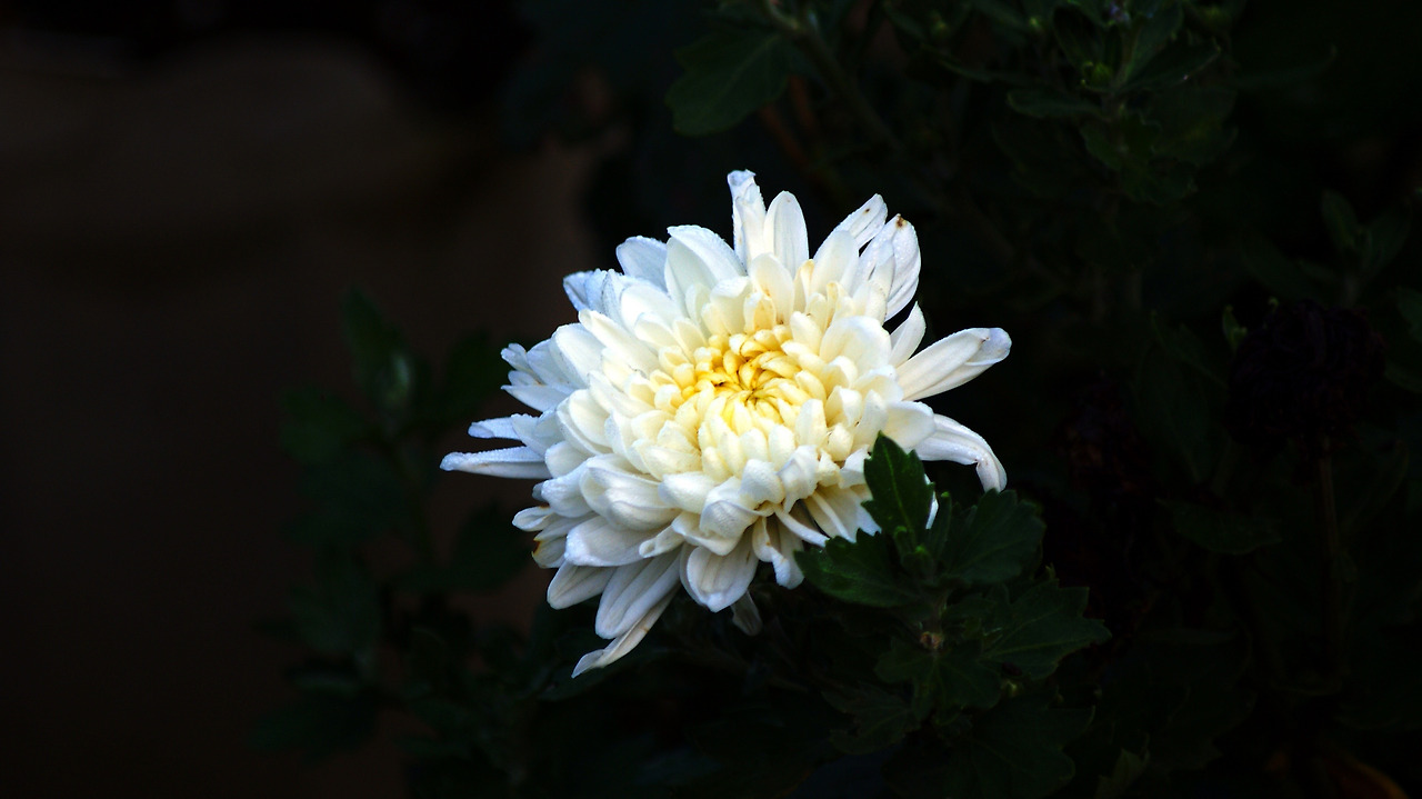 chrysanthemum-4909124.jpg