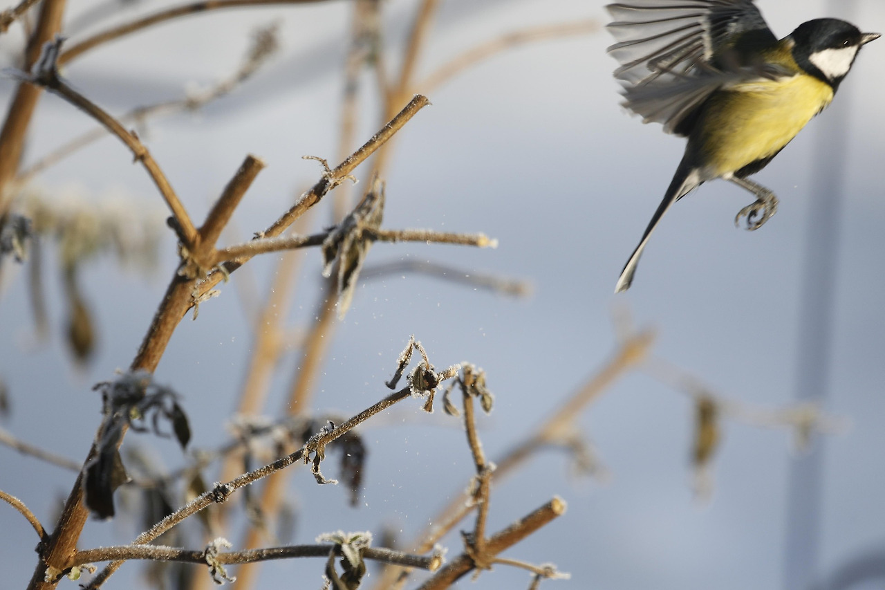 great-tit-5936719_1920.jpg