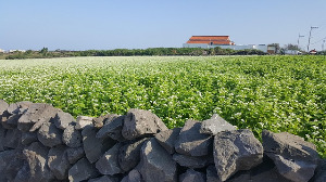 jeju-2835859_640.jpg