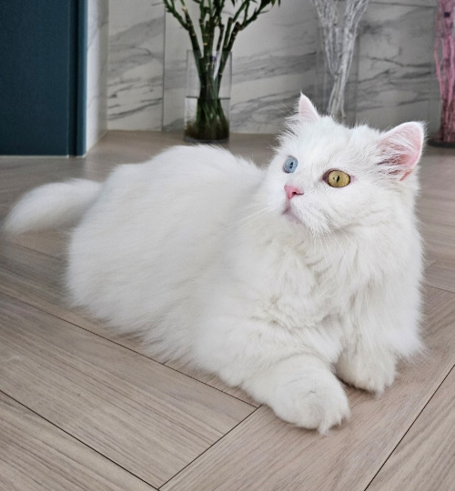 조이 앉은 사진.jpg