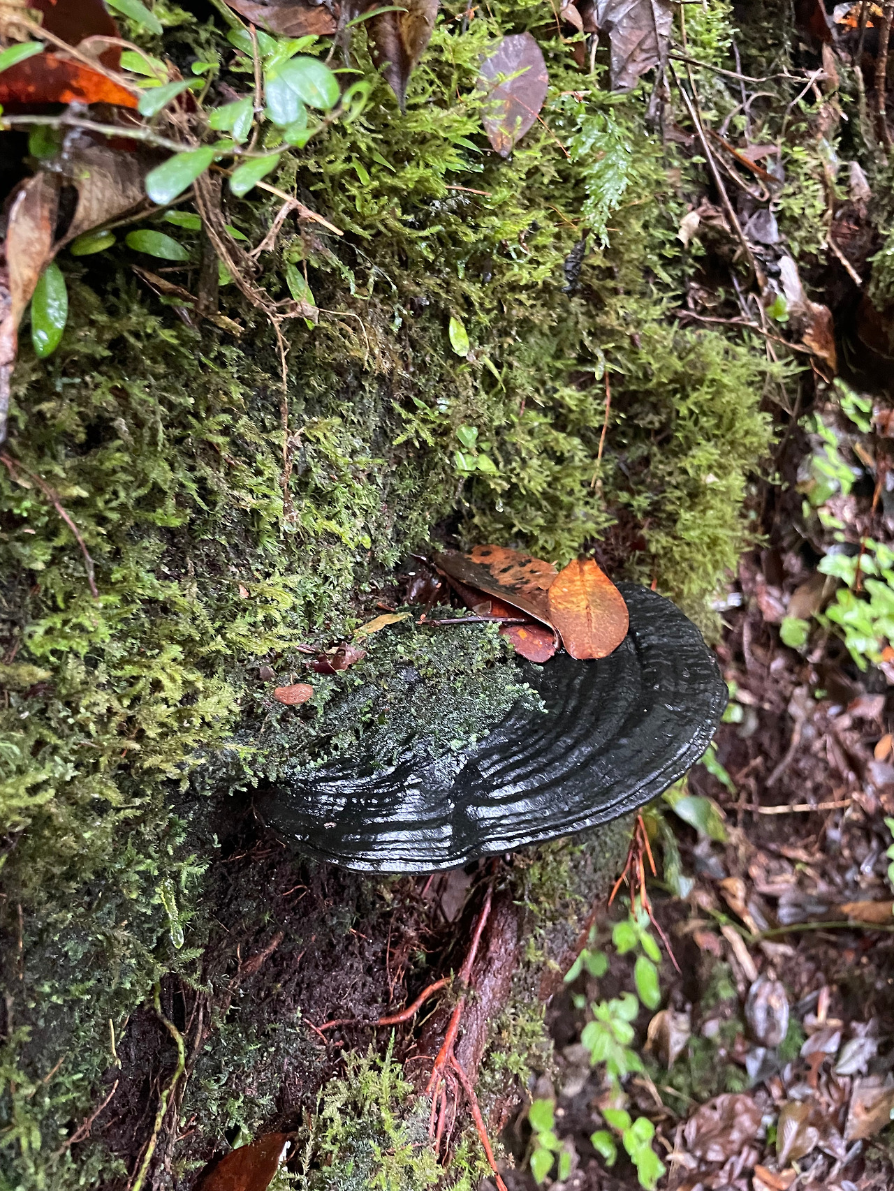 2024-12-23 10.07.16.jpg