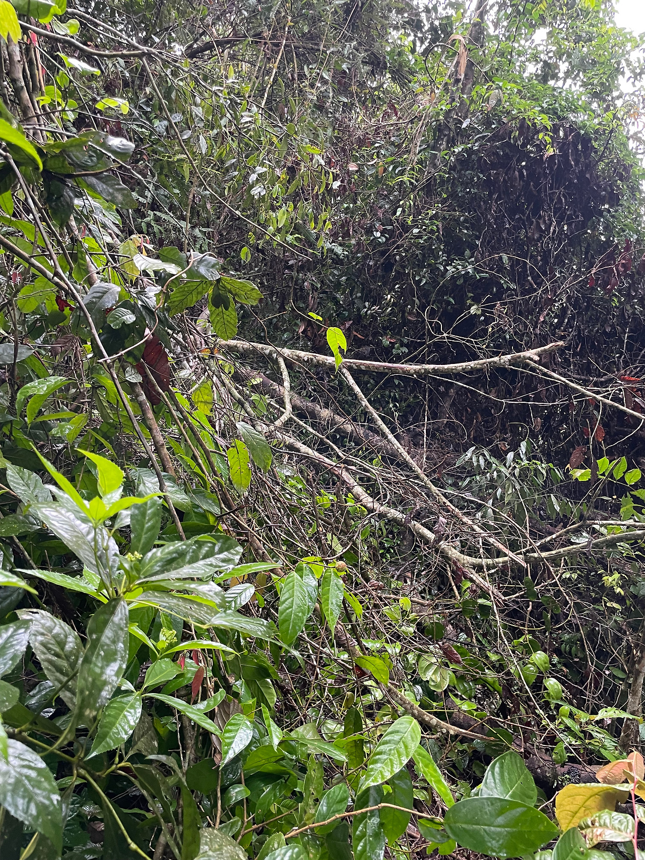 2024-12-23 08.27.43.jpg