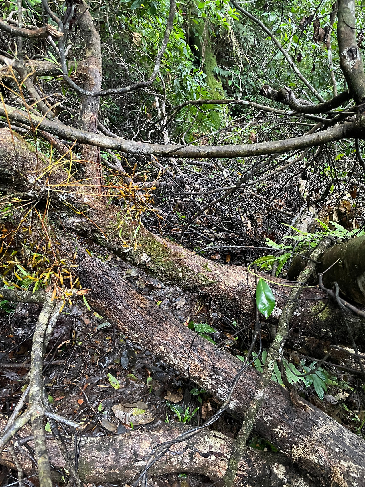 2024-12-23 08.26.25.jpg