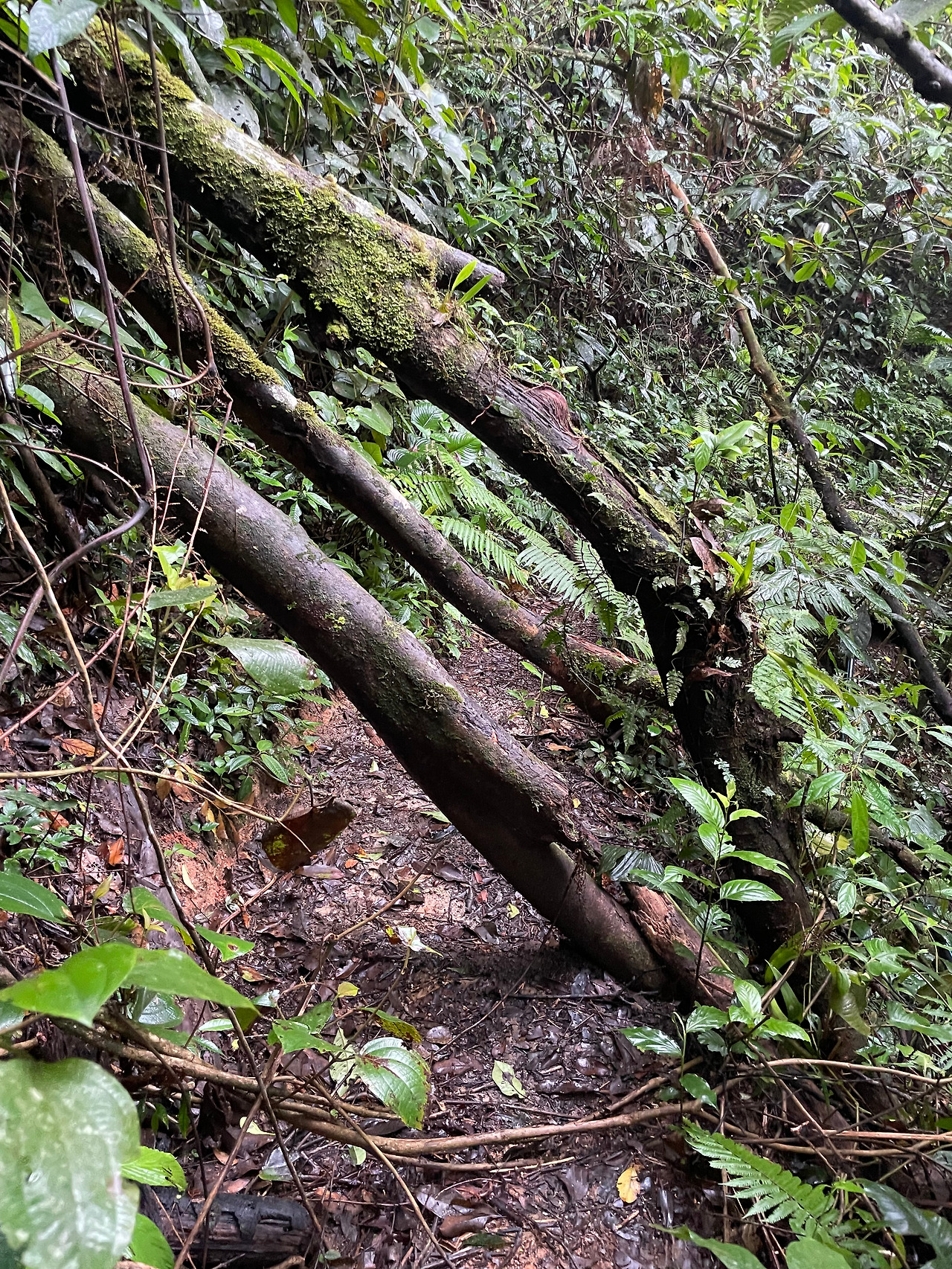 2024-12-23 08.31.25.jpg