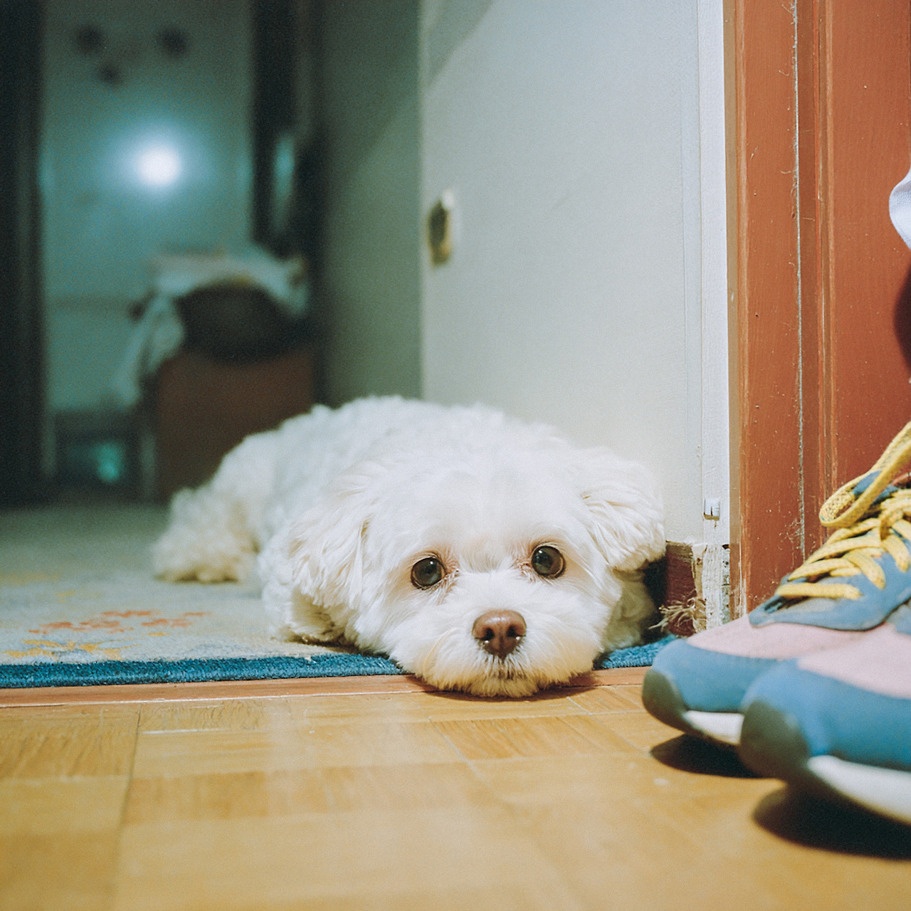 outrageous_lynx_50698_hoto_taken_on_expired_Kodak_Gold_35mm_f_af47a6a9-af87-4e3f-bfdc-c5d363817083_0 copy.jpg