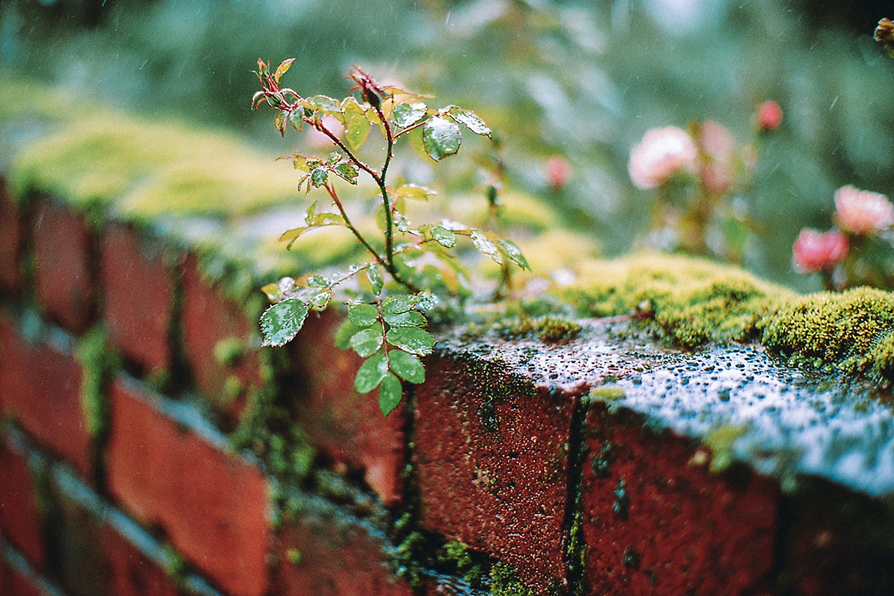 outrageous_lynx_50698_photo_taken_on_expired_Kodak_Gold_35mm__42f04c72-1f6c-4e88-8b8d-54d24c0080b5_0 (1) copy.jpg