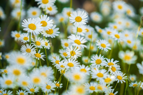 daisies-6286585_1280.jpg