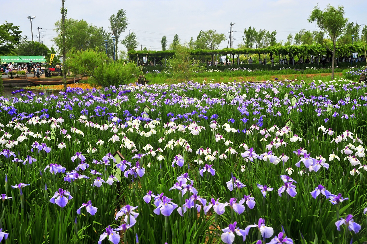 1544_＜2010年・旧水郷佐原水生植物園＞・あやめ祭り.jpg