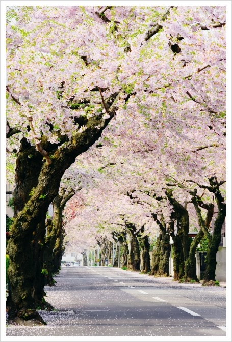 벚꽃이_피는_거리.jpg