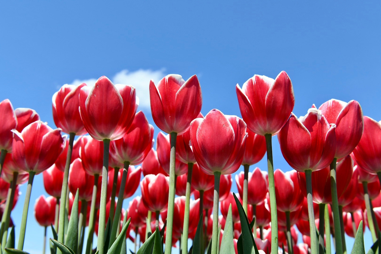 튤립파크 (9).jpg