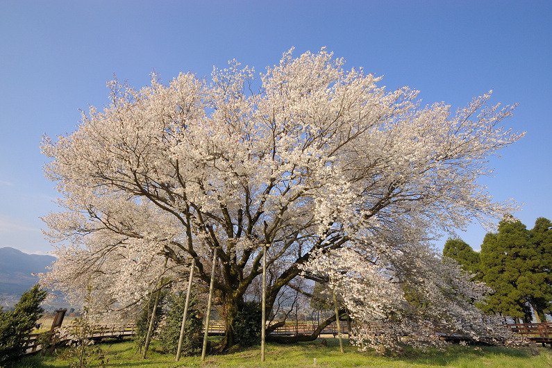 一心行の大桜_(熊本県南阿蘇村).jpg