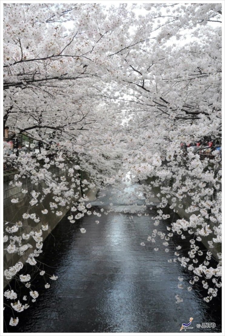 나카메구로강_벚꽃.jpg