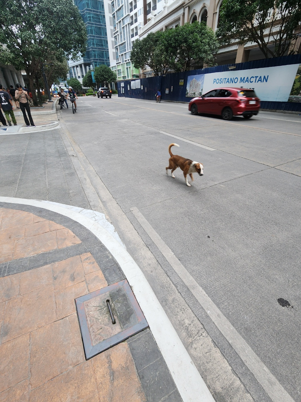 마지막 거리의 개.jpg