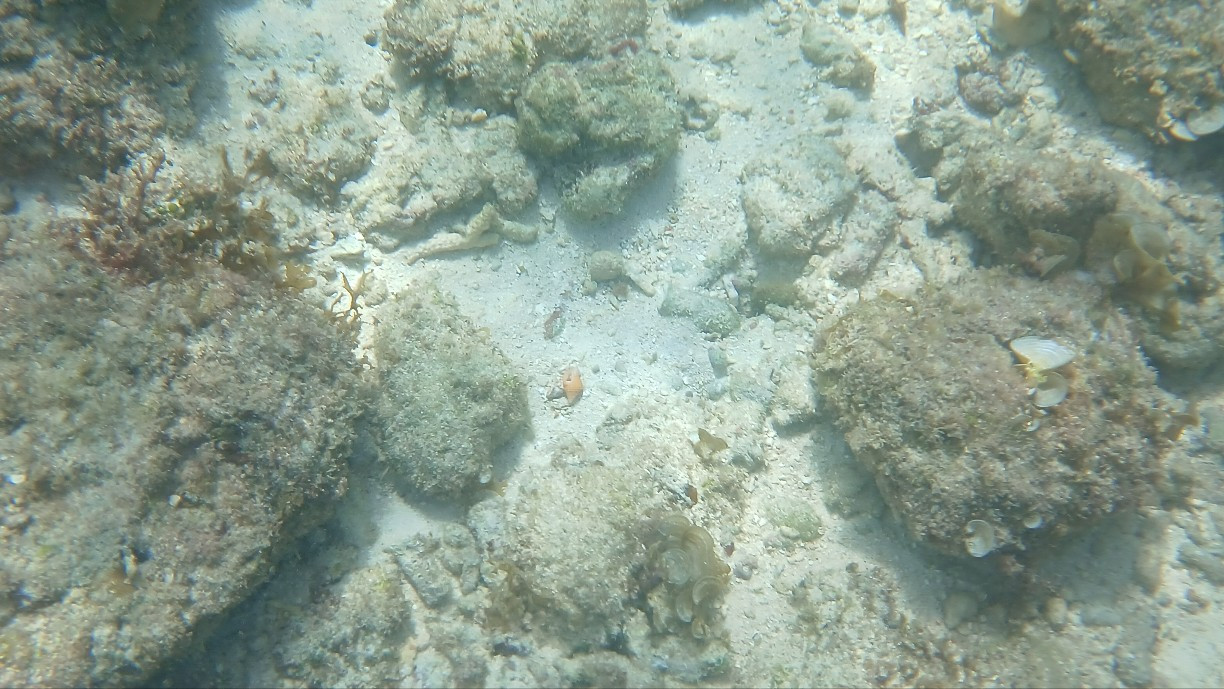 모알보알 바닷 속1.jpg