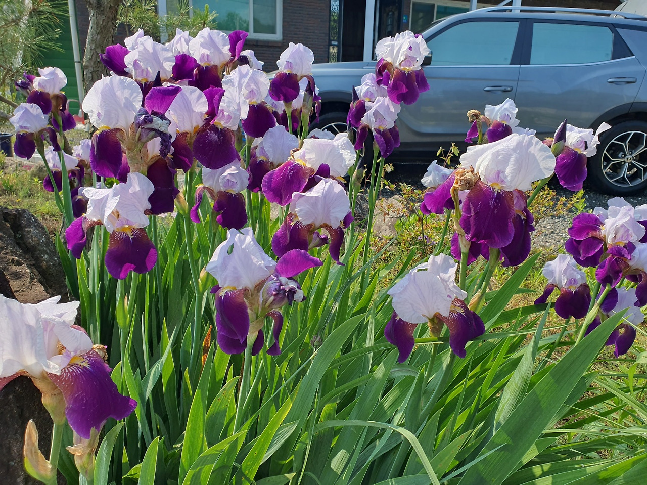 산사랑 근처 수선화.jpg