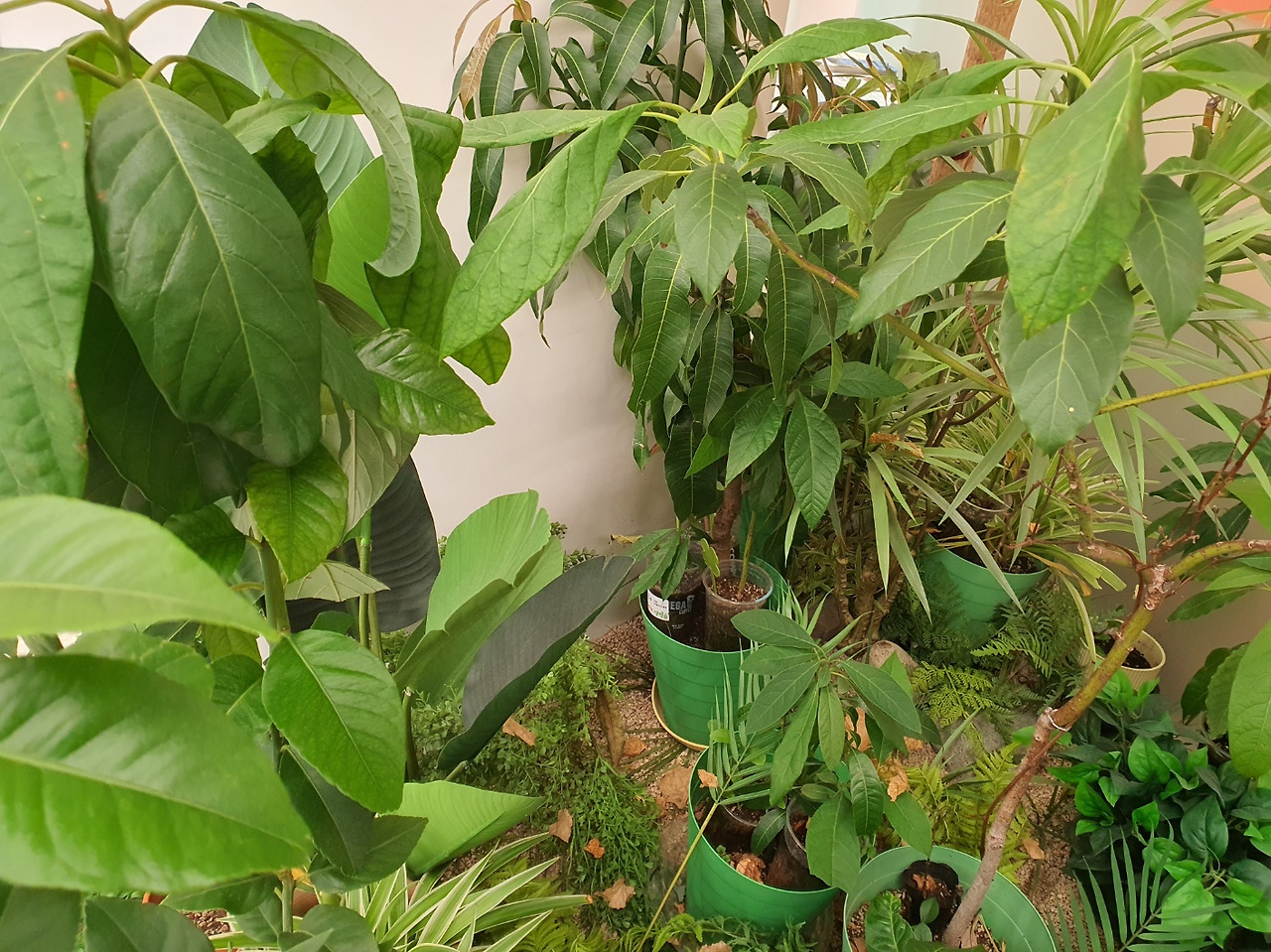 푸른 겨울 -실내 식물.jpg