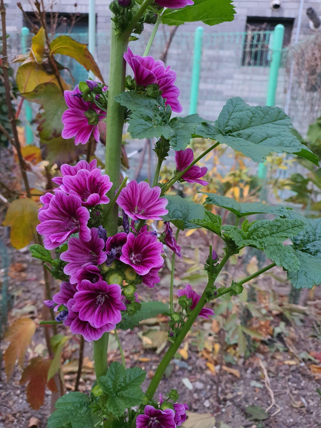 가을 접시꽃.jpg