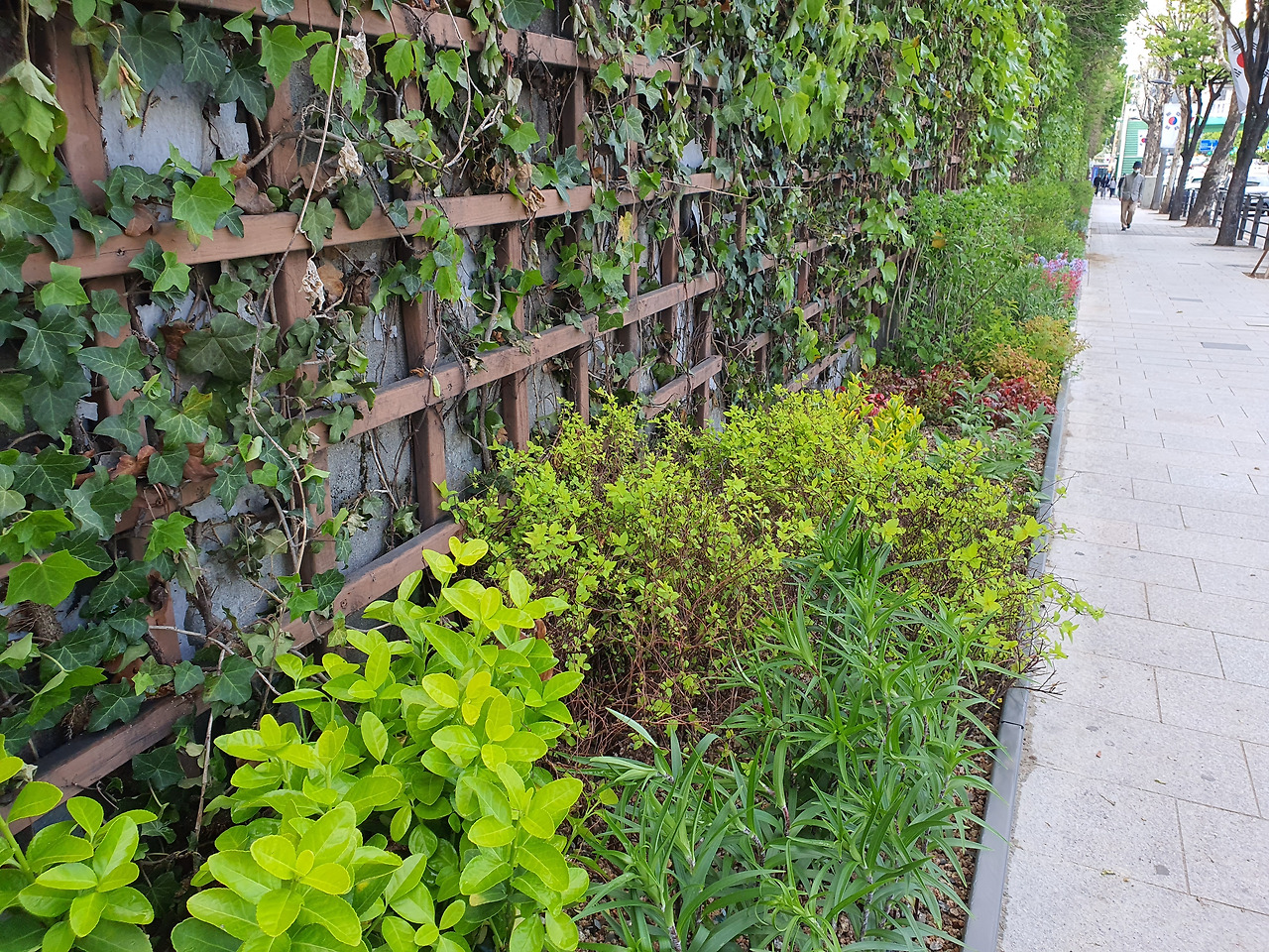 2505일하러 가는길 담쟁이 덩쿨.jpg