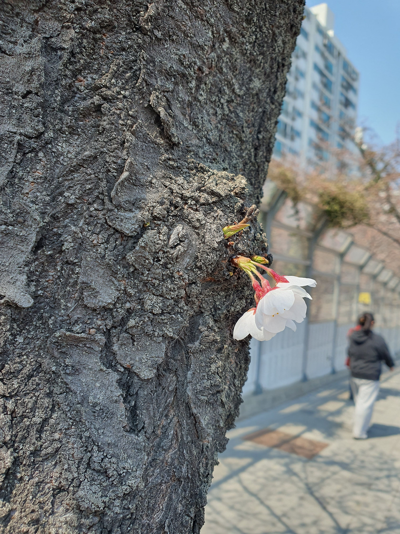 2504 벛꽃 고목.jpg