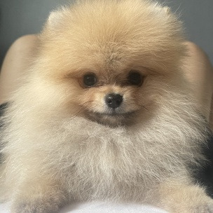 포메라니안01.jpg