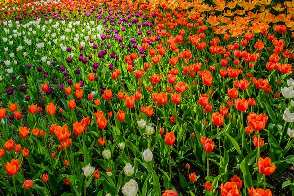 depositphotos_270585208-stock-photo-tulips-central-park-culture-rest.jpg