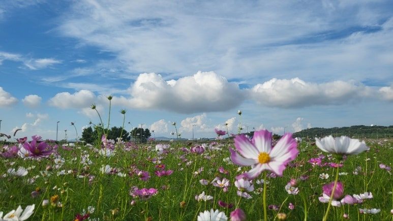 코스모스.jpg