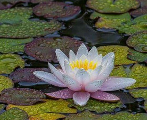 다운로드 (3연꽃2.jpg