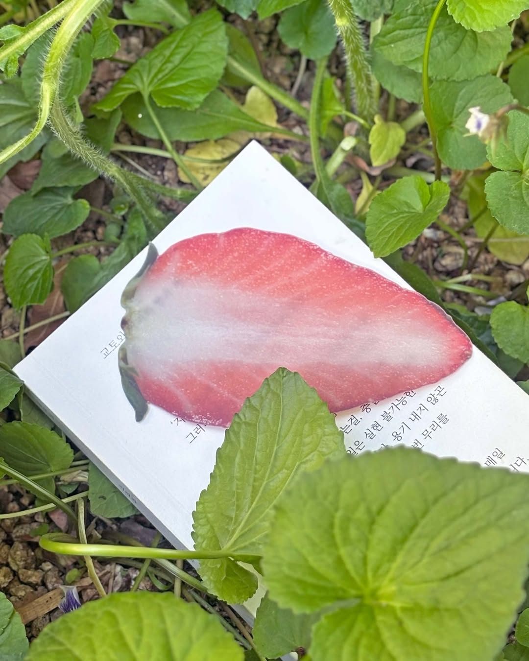 [온라인 재입고 예고] 딸기 책갈피이옥토 작가의 딸기 책갈피 4차 입고가 5-1(목) ‘온라인 한정’으로 진행됩니다.· 온라인 링크- your-mind.com“짓무르지 않는 딸기를 페이지 사이에 놓아두세요. 직접 조향한 향을 입혀 보내드립니다.”5월 1일(목) 오전 중 불시에 열립니다. 구매대행과 재판매를 위한 접속을 줄이고 서버 트래픽을 위해 시간 지정 없이 오픈합니다.상품 (1).jpg