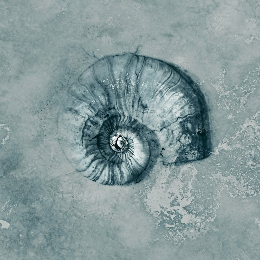“Ammonite”   - Prints are officially live! A massive November sale has also just begun! 25% off all prints   Comment “Ammonite” or click the link in my bio to check out the print!This piece holds a special place for.jpg