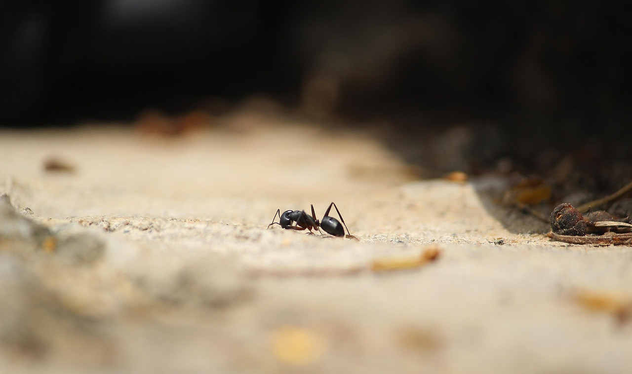 formicidae-2704299_1920.jpg