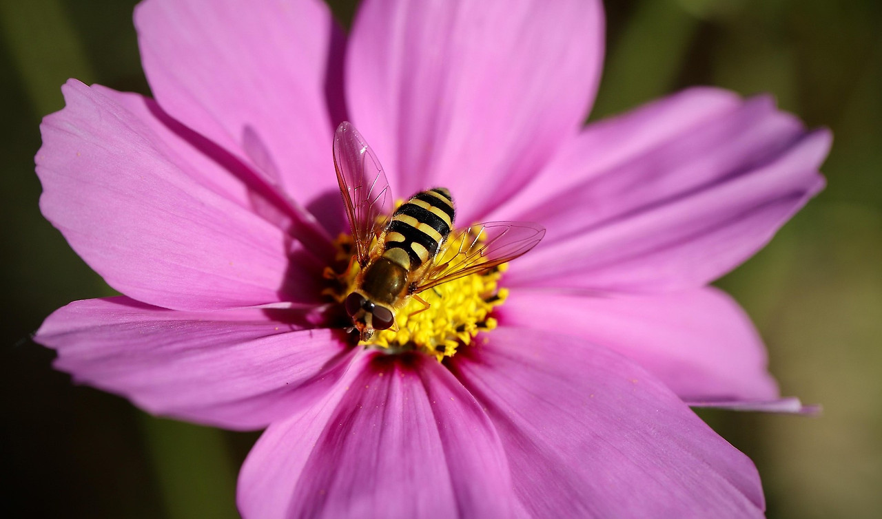 hover-fly-7546123_1920-2.jpg