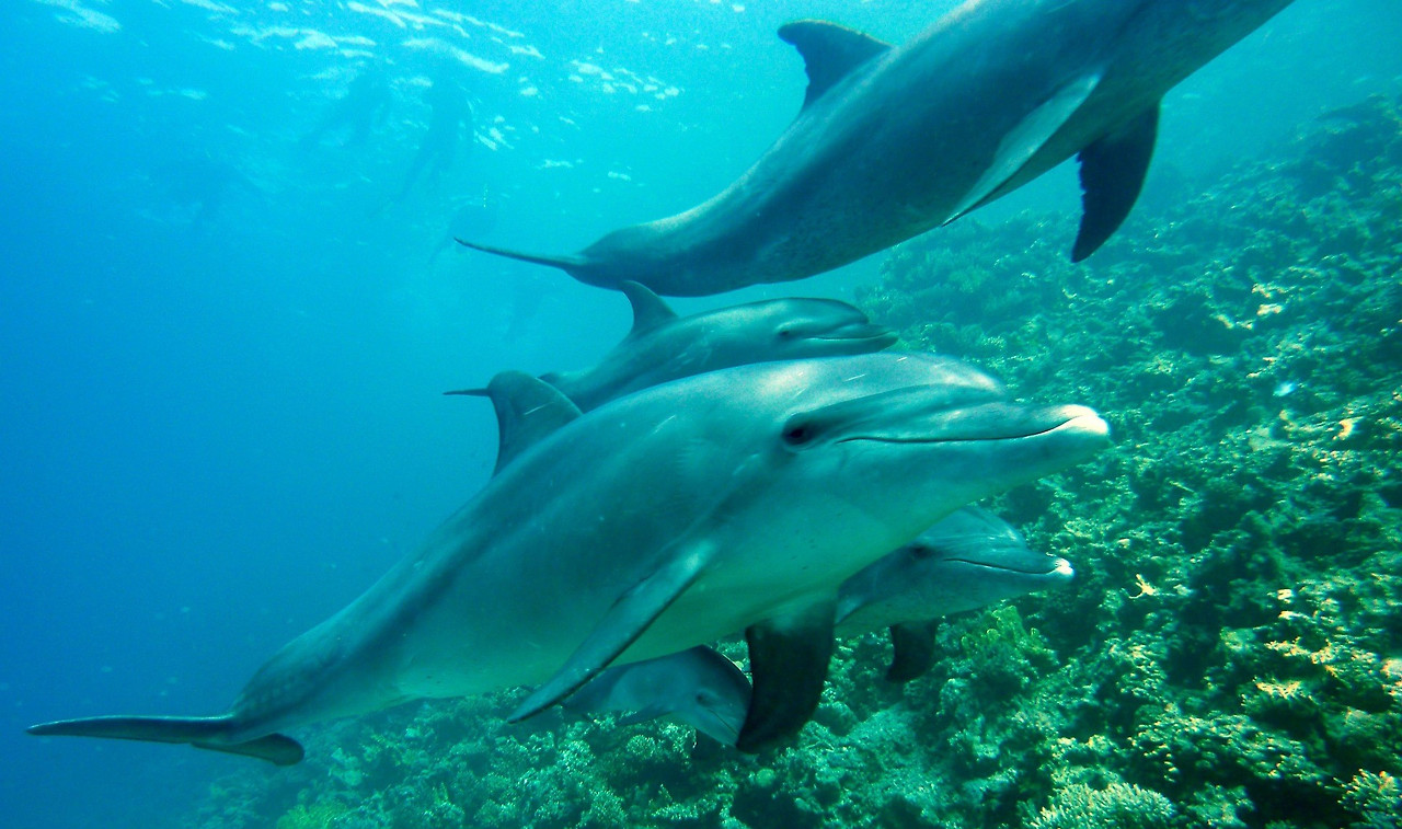 dolphins-378217_1920-2.jpg