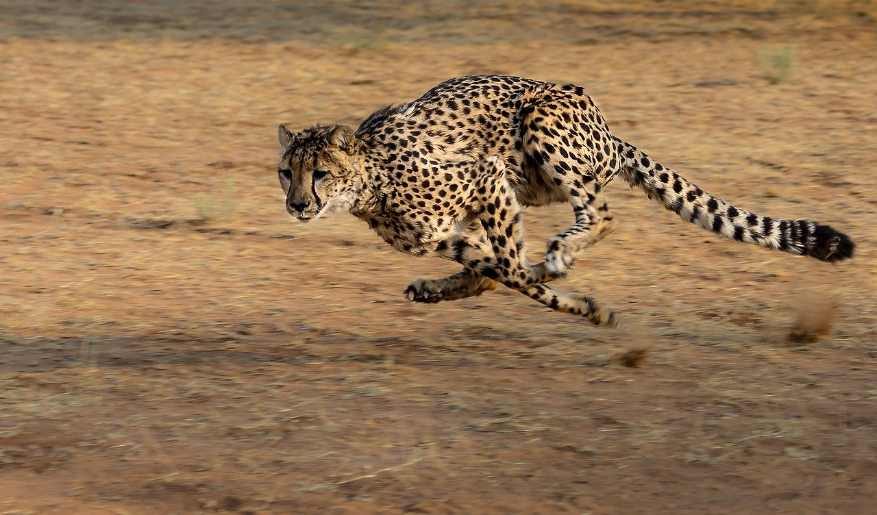 cheetah-2859581_1920-2.jpg