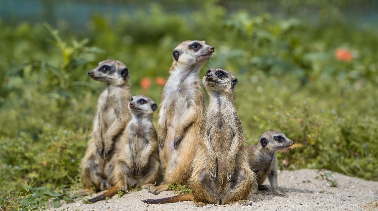 meerkat-4967590_1280-2.jpg