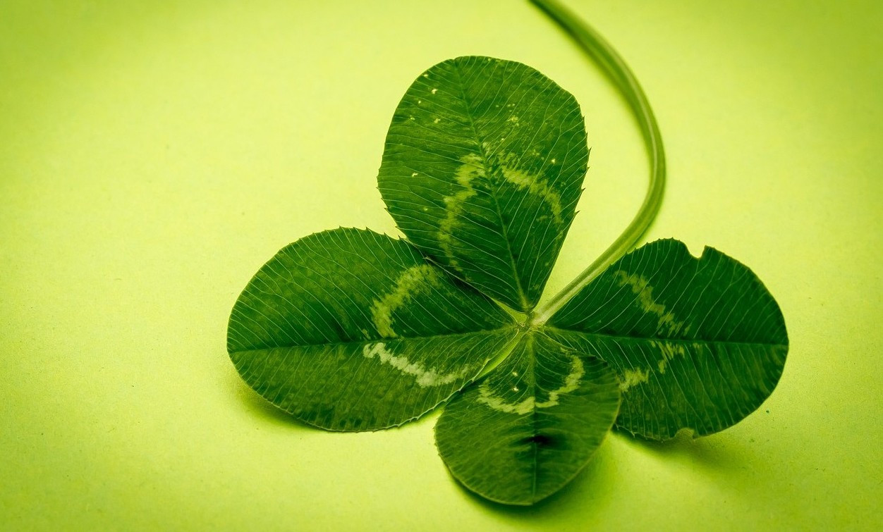 clover-941596_1280-2.jpg