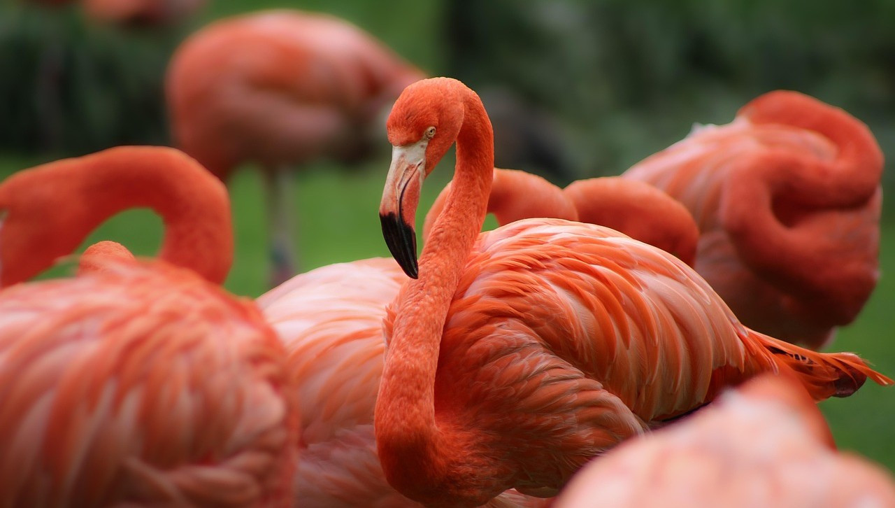 flamingo-8353373_1280-2.jpg