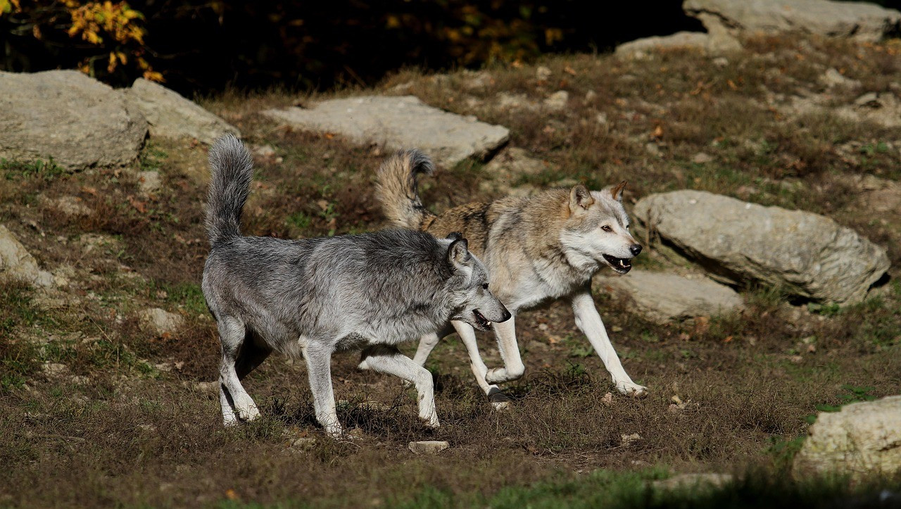 wolves-2891975_1280-2.jpg