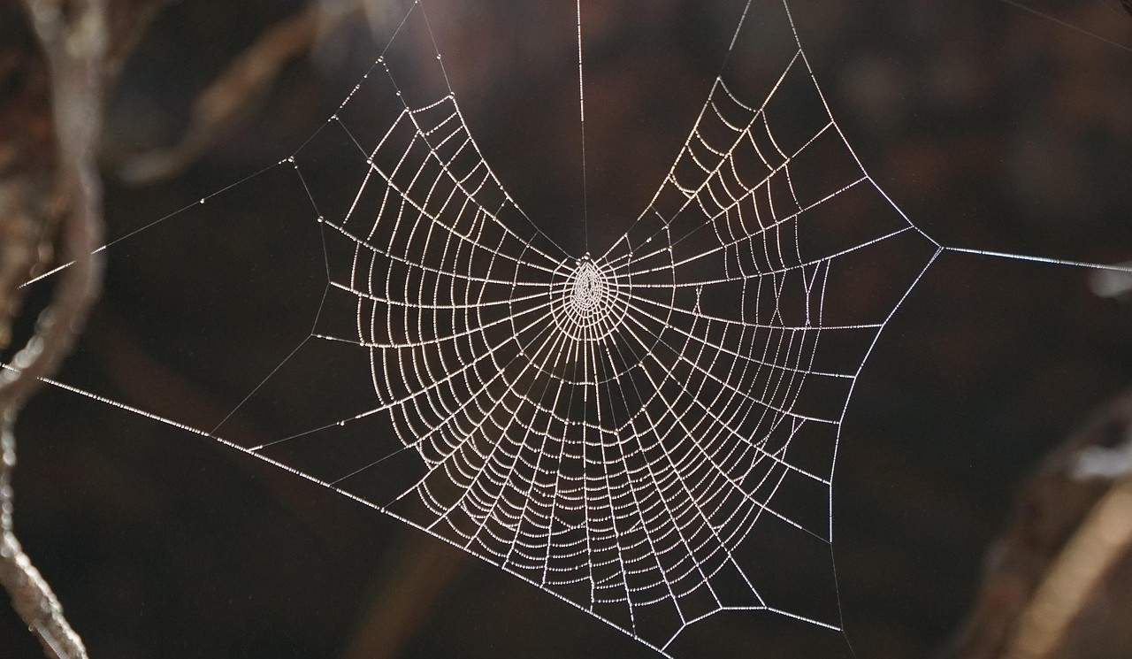 spiderweb-8044904_1280.jpg