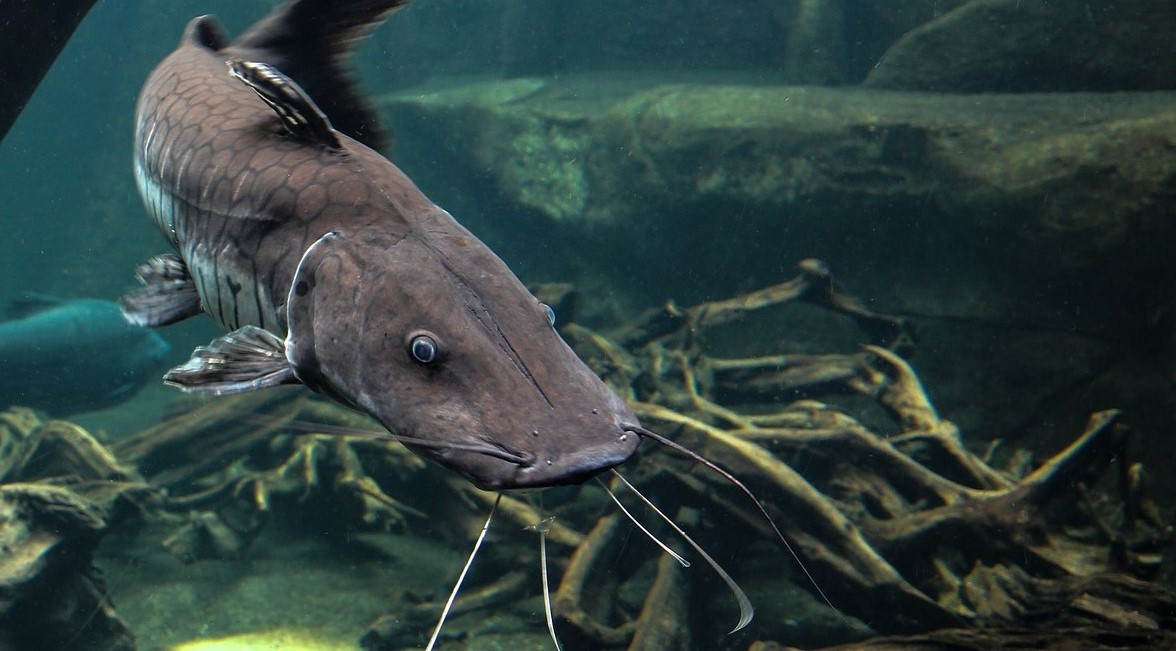 catfish-475656_1280-2.jpg