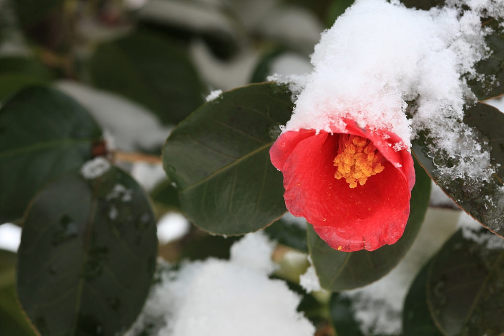 동백꽃 눈덮인.jpg