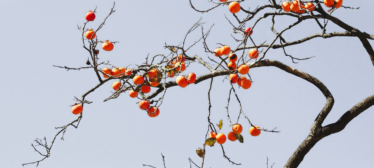 persimmon-3434370_1280.jpg
